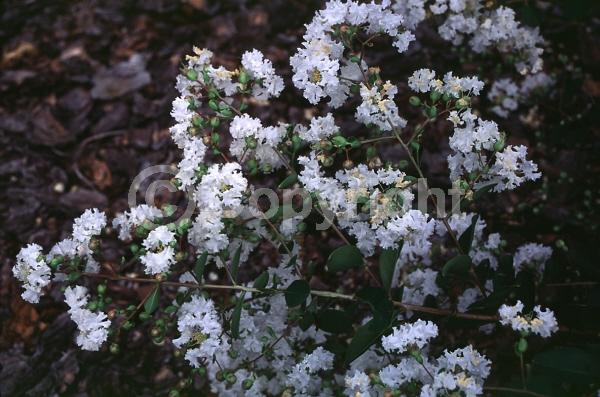 White blooms; Deciduous