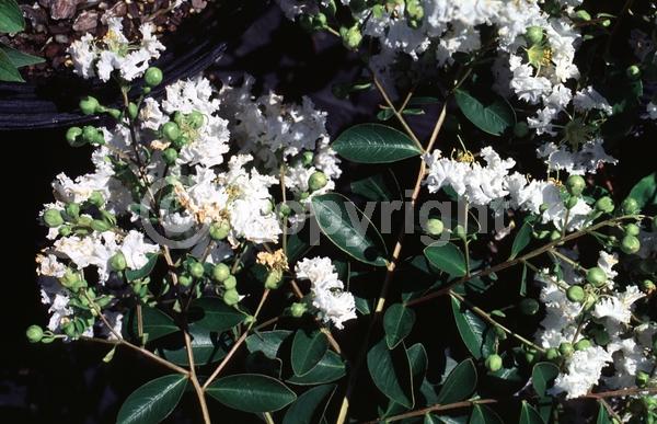 White blooms; Deciduous