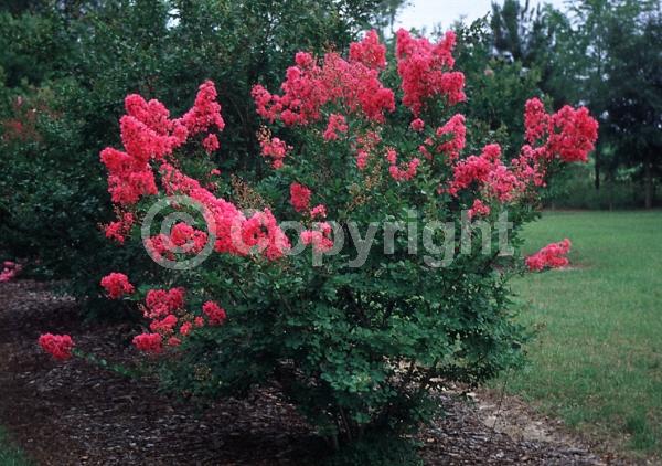 Red blooms; Pink blooms; Deciduous
