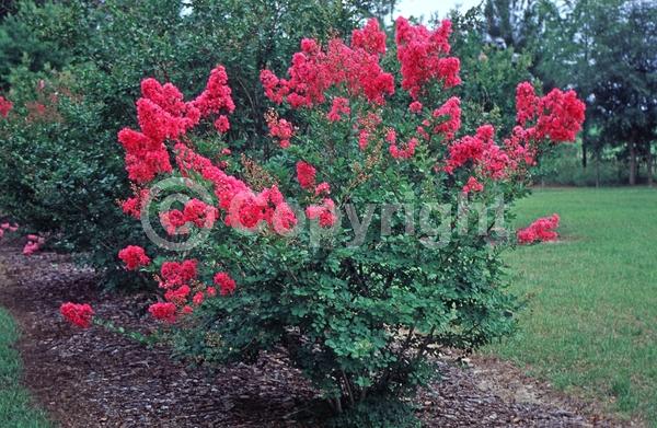 Red blooms; Pink blooms; Deciduous