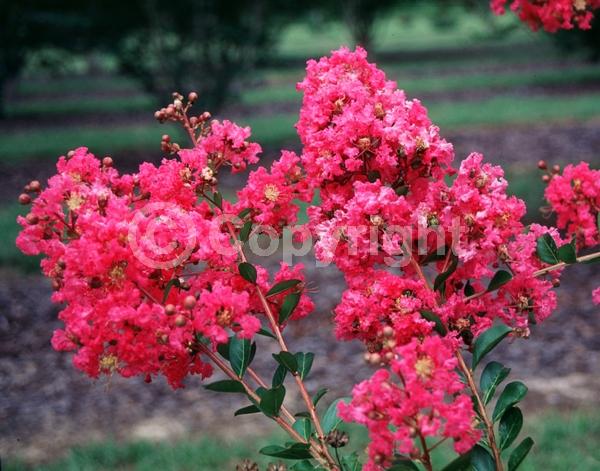 Red blooms; Pink blooms; Deciduous