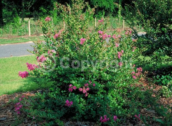 Red blooms; Pink blooms; Deciduous
