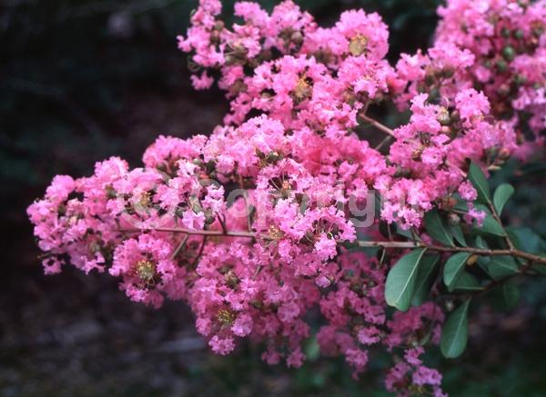 Pink blooms; Deciduous