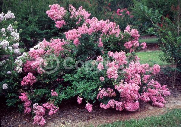 Pink blooms; Deciduous