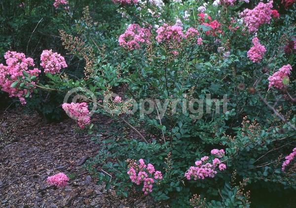 Pink blooms; Deciduous