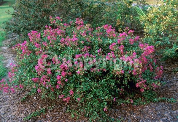 Purple blooms; Lavender blooms; Deciduous