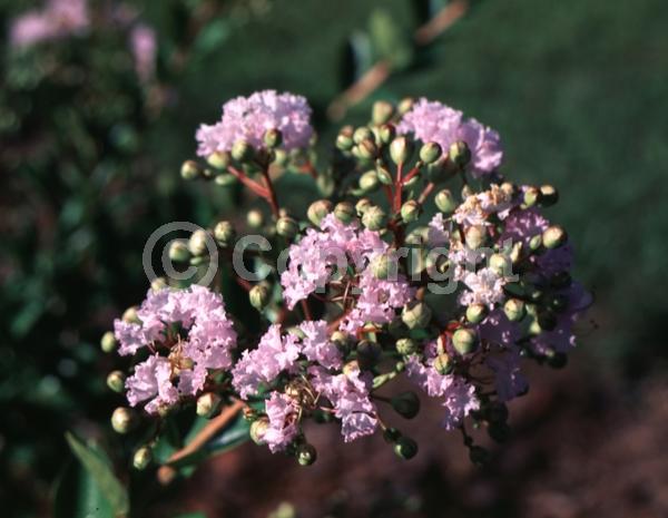 Lavender blooms; Deciduous