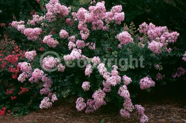 Lavender blooms; Deciduous