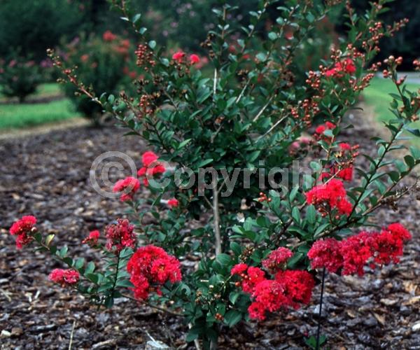 Red blooms; Deciduous