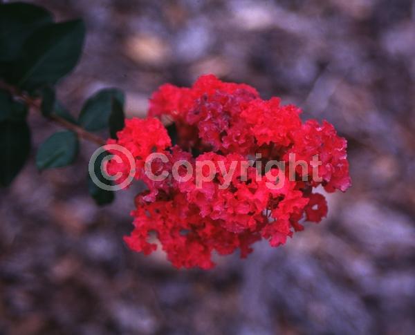 Red blooms; Deciduous
