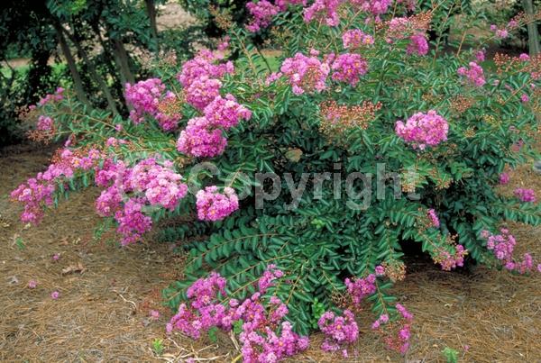 Purple blooms; Deciduous