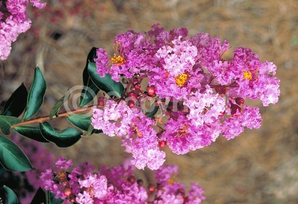 Purple blooms; Deciduous