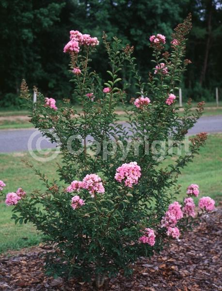 Lavender blooms; Deciduous; Broadleaf