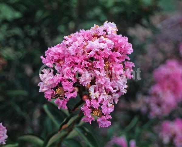 Lavender blooms; Deciduous; Broadleaf