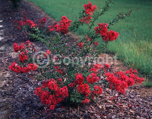Red blooms; Deciduous