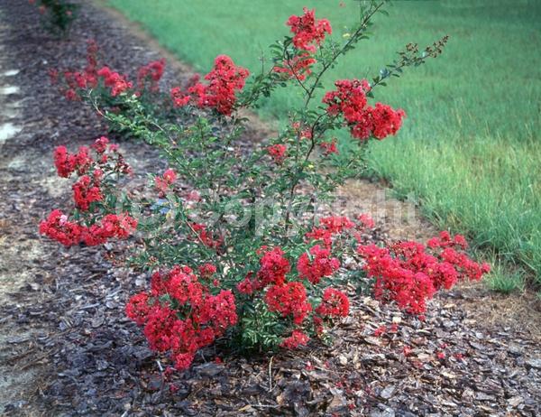 Red blooms; Deciduous