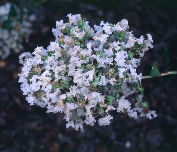 White blooms; Deciduous