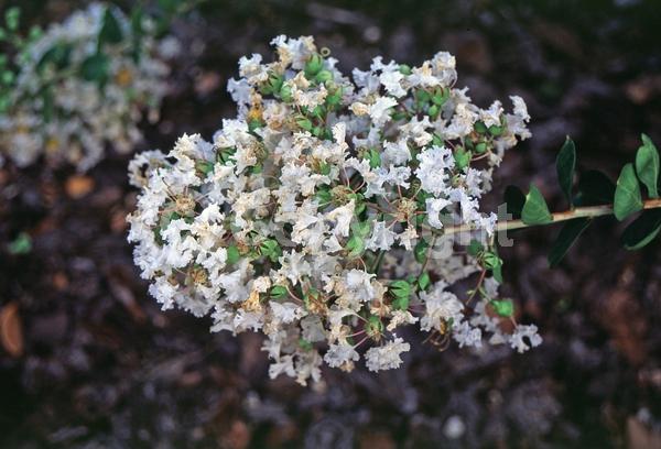 White blooms; Deciduous