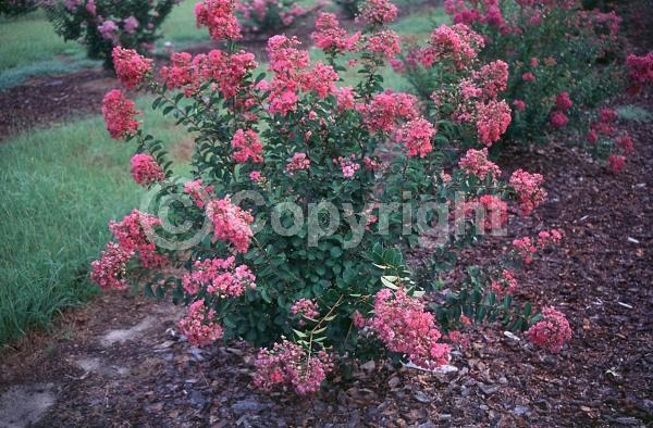 Red blooms; Deciduous