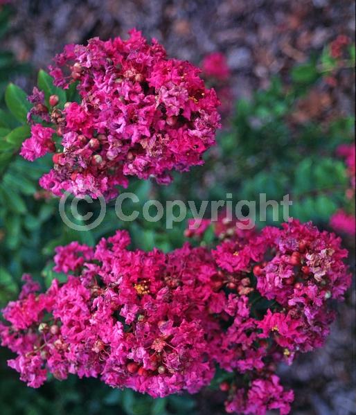 Purple blooms; Pink blooms; Deciduous