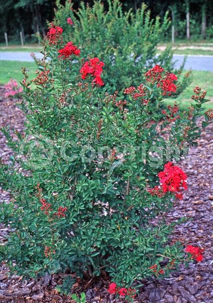 Red blooms; Deciduous