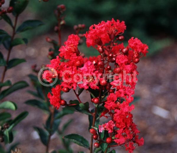 Red blooms; Deciduous