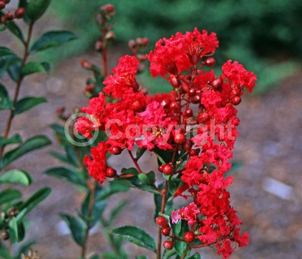 Red blooms; Deciduous
