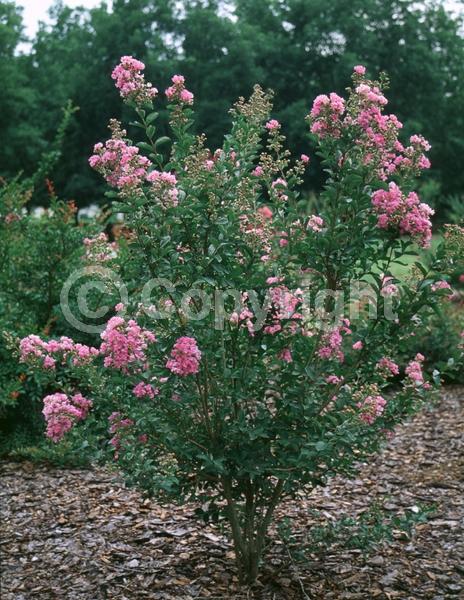 Purple blooms; Pink blooms; Deciduous