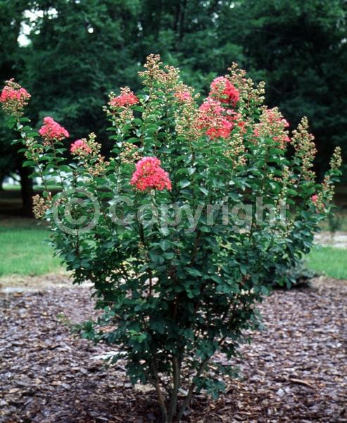 Red blooms; Deciduous