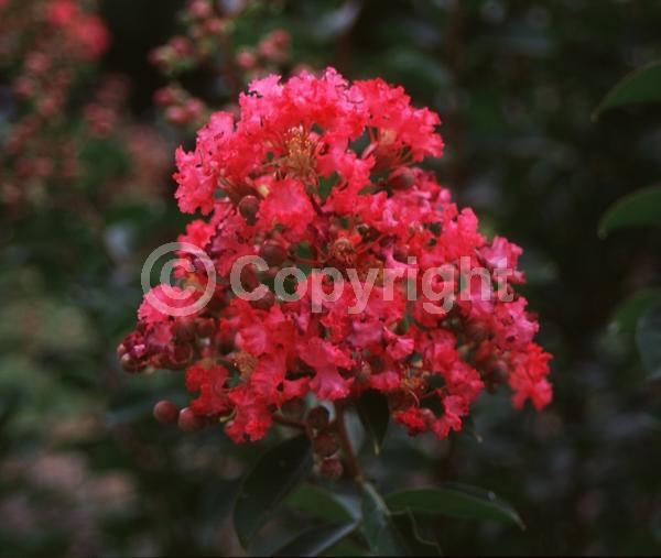 Red blooms; Deciduous