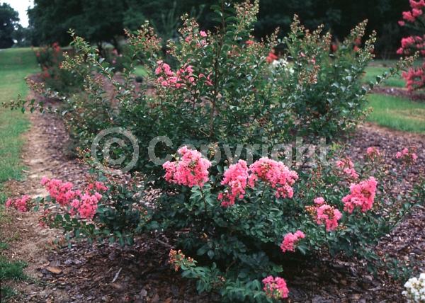 Pink blooms; Deciduous