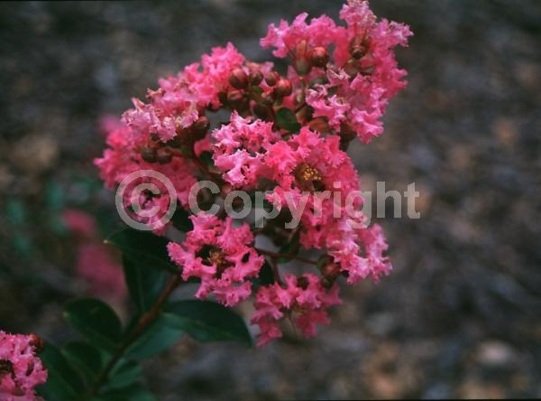 Pink blooms; Deciduous