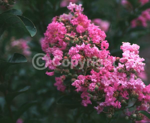 Purple blooms; Pink blooms; Deciduous