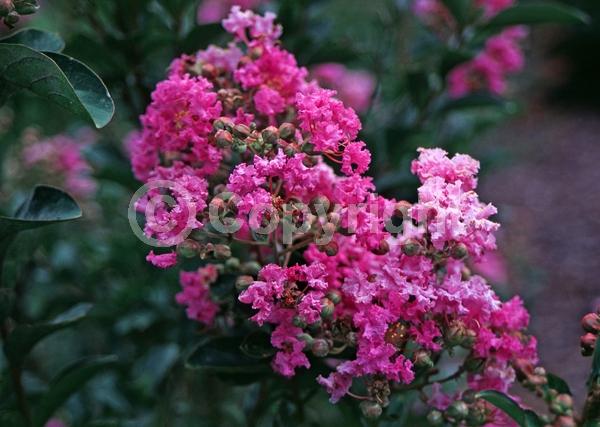 Purple blooms; Pink blooms; Deciduous