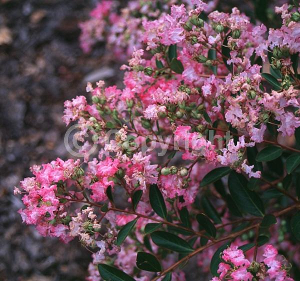 Pink blooms; Deciduous; Broadleaf