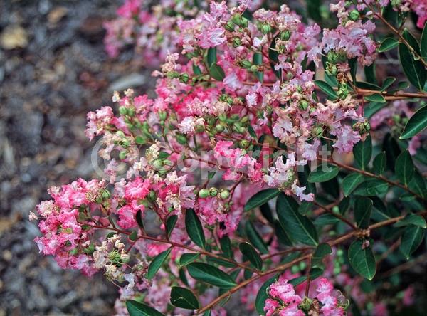 Pink blooms; Deciduous; Broadleaf