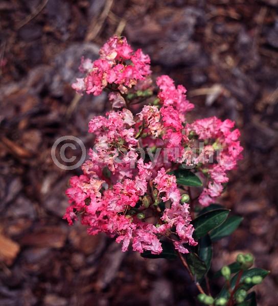 Pink blooms; Deciduous; Broadleaf