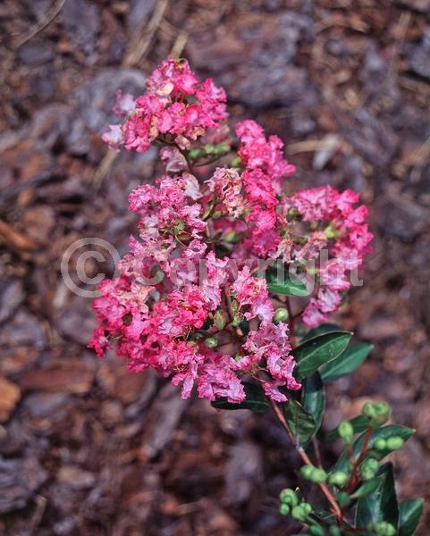 Pink blooms; Deciduous; Broadleaf
