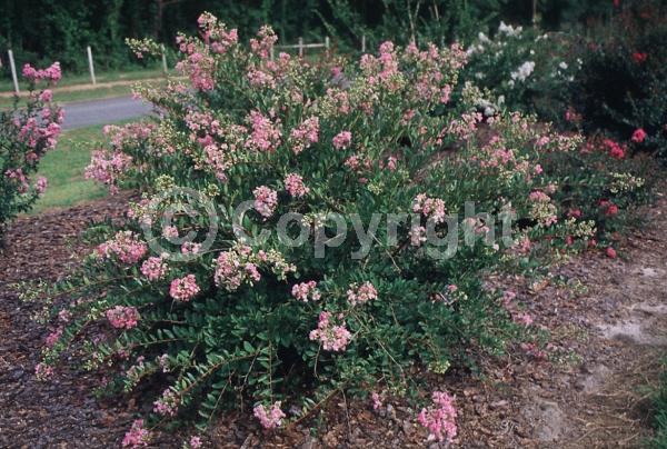 Pink blooms; Deciduous; Broadleaf