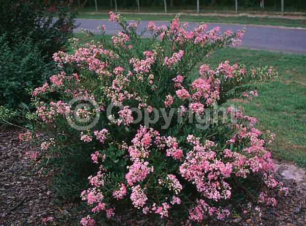 Pink blooms; Deciduous; Broadleaf