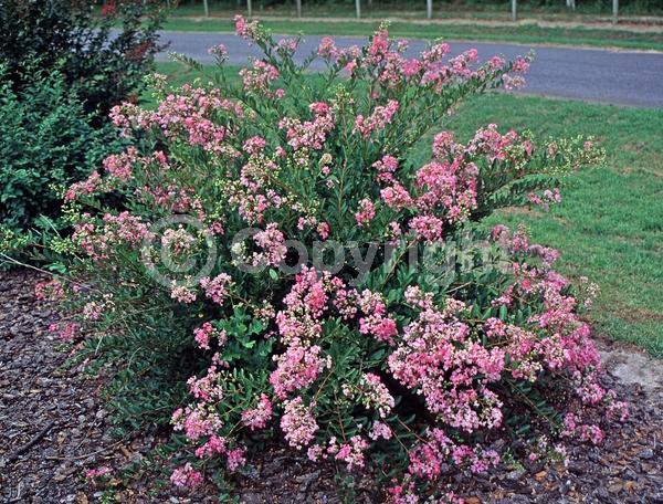 Pink blooms; Deciduous; Broadleaf