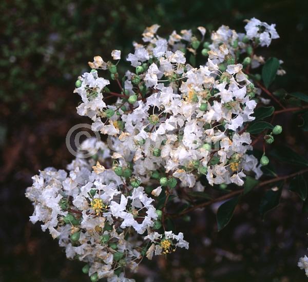 White blooms; Deciduous