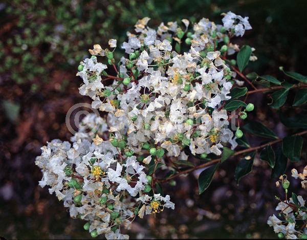 White blooms; Deciduous
