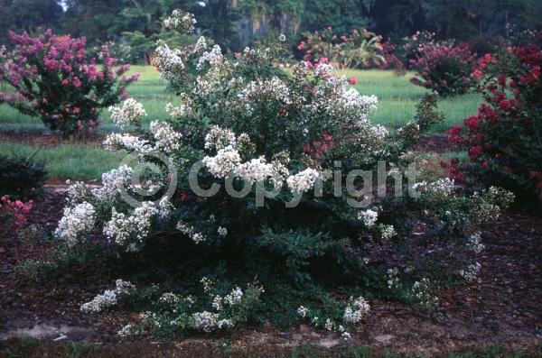 White blooms; Deciduous