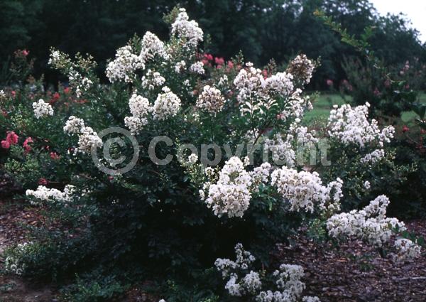 White blooms; Deciduous