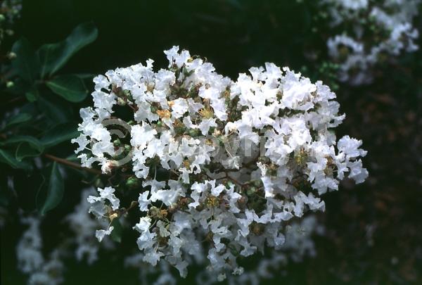 White blooms; Deciduous