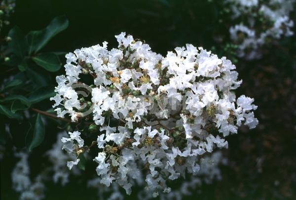 White blooms; Deciduous