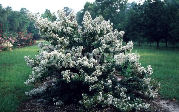 White blooms; Deciduous