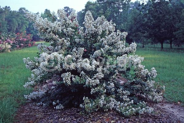 White blooms; Deciduous