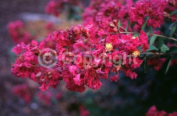 Purple blooms; Deciduous